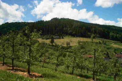 hopfau921