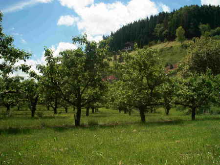 hopfau923